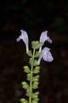 Heartleaf skullcap